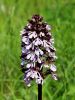 Filename=162_19_11cl_kukavica_skrlatnordeca_cl_Orchis_purpurea_IMG_0625a.jpg
Filesize=227KB
Dimensions=675x900
Date added=Apr 07, 2021 162_19_11cl_kukavica_skrlatnordeca_cl_Orchis_purpurea_IMG_0625a.jpg