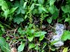 Filename=162_24_01ca_plevka_enolistna_Malaxis_monophyllos_IMG_4714a.jpg
Filesize=250KB
Dimensions=900x675
Date added=Aug 04, 2020 162_24_01ca_plevka_enolistna_Malaxis_monophyllos_IMG_4714a.jpg