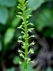 Filename=162_24_01cb_plevka_enolistna_Malaxis_monophyllos_IMG_4713aa.jpg
Filesize=153KB
Dimensions=675x900
Date added=Aug 04, 2020 162_24_01cb_plevka_enolistna_Malaxis_monophyllos_IMG_4713aa.jpg