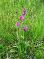 Filename=162_28_01ab_kukavica_trizoba_Orchis_tridentata_ab.jpg
Filesize=372KB
Dimensions=675x900
Date added=Oct 20, 2008 162_28_01ab_kukavica_trizoba_Orchis_tridentata_ab.jpg