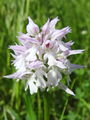 Filename=162_28_01ag_kukavica_trizoba_Orchis_tridentata_ag.jpg
Filesize=144KB
Dimensions=675x900
Date added=Oct 20, 2008 162_28_01ag_kukavica_trizoba_Orchis_tridentata_ag.jpg