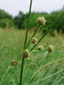 164_04_01bd_navadno_bicevje_Holoschoenus_vulgaris_subsp__australis_DSC01296.jpg