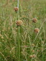 164_04_01bf_navadno_bicevje_Holoschoenus_vulgaris_subsp__australis__DSC01287.jpg