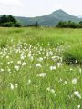 Filename=164_08_03ca_Munec_ozkolistni_Eriophorum_angustifolium_DSC100024.jpg
Filesize=323KB
Dimensions=675x900
Date added=Aug 24, 2011 164_08_03ca_Munec_ozkolistni_Eriophorum_angustifolium_DSC100024.jpg
