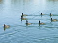 Filename=279ab_liska_Fulica_atra_DSC00442.jpg
Filesize=184KB
Dimensions=900x675
Date added=Nov 22, 2008 279ab_liska_Fulica_atra_DSC00442.jpg