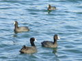 Filename=279ac_liska_Fulica_atra_DSC00681.jpg
Filesize=218KB
Dimensions=900x675
Date added=Nov 22, 2008 279ac_liska_Fulica_atra_DSC00681.jpg
