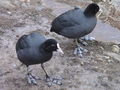 Filename=279ad_liska_Fulica_atra_DSC07333.jpg
Filesize=292KB
Dimensions=900x675
Date added=Nov 22, 2008 279ad_liska_Fulica_atra_DSC07333.jpg