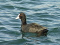Filename=279ae_liska_Fulica_atra_DSC00682.jpg
Filesize=197KB
Dimensions=900x675
Date added=Nov 22, 2008 279ae_liska_Fulica_atra_DSC00682.jpg