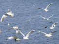 Filename=399ab_recni_galeb_Larus_ridibundus_DSC00270.jpg
Filesize=247KB
Dimensions=900x675
Date added=Nov 21, 2008 399ab_recni_galeb_Larus_ridibundus_DSC00270.jpg