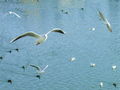Filename=399ac_recni_galeb_Larus_ridibundus_DSC07387.jpg
Filesize=181KB
Dimensions=900x675
Date added=Nov 21, 2008 399ac_recni_galeb_Larus_ridibundus_DSC07387.jpg