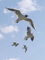 Filename=399ae_recni_galeb_Larus_ridibundus_DSC09314.jpg
Filesize=83KB
Dimensions=675x900
Date added=Nov 21, 2008 399ae_recni_galeb_Larus_ridibundus_DSC09314.jpg