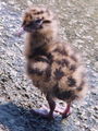 Filename=399ah_recni_galeb_Larus_ridibundus_DSC09996a.jpg
Filesize=241KB
Dimensions=675x900
Date added=Nov 21, 2008 399ah_recni_galeb_Larus_ridibundus_DSC09996a.jpg