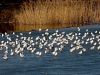 Filename=399ai_galeb_recni_Larus_ridibundus_IMG_2321a.jpg
Filesize=289KB
Dimensions=900x675
Date added=Mar 29, 2023 399ai_galeb_recni_Larus_ridibundus_IMG_2321a.jpg