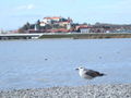 Filename=405aa_sivi_galeb_Larus_canus_2008_11040009.jpg
Filesize=155KB
Dimensions=900x675
Date added=Nov 22, 2008 405aa_sivi_galeb_Larus_canus_2008_11040009.jpg