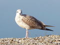 Filename=405ab_sivi_galeb_Larus_canus_2008_10130009a.jpg
Filesize=141KB
Dimensions=900x675
Date added=Nov 22, 2008 405ab_sivi_galeb_Larus_canus_2008_10130009a.jpg