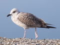 Filename=405ac_sivi_galeb_Larus_canus_2008_10130012.jpg
Filesize=135KB
Dimensions=900x675
Date added=Nov 22, 2008 405ac_sivi_galeb_Larus_canus_2008_10130012.jpg