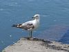 Filename=405ae_galeb_sivi_Larus_canus_2012_06140004.JPG
Filesize=277KB
Dimensions=900x675
Date added=Oct 31, 2017 405ae_galeb_sivi_Larus_canus_2012_06140004.JPG