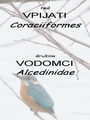 Filename=521a_vodomci_Alcedinidae.jpg
Filesize=103KB
Dimensions=675x900
Date added=Dec 18, 2008 521a_vodomci_Alcedinidae.jpg