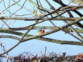 Filename=521aa_vodomec_Alcedo_atthis_2008_10210031aa.jpg
Filesize=240KB
Dimensions=900x675
Date added=Nov 22, 2008 521aa_vodomec_Alcedo_atthis_2008_10210031aa.jpg
