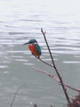 Filename=521ab_vodomec_Alcedo_atthis_2008_11190046a.jpg
Filesize=118KB
Dimensions=675x900
Date added=Nov 22, 2008 521ab_vodomec_Alcedo_atthis_2008_11190046a.jpg