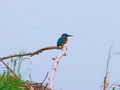 Filename=521ac_vodomec_Alcedo_atthis_2008_11190031a.jpg
Filesize=103KB
Dimensions=900x675
Date added=Nov 22, 2008 521ac_vodomec_Alcedo_atthis_2008_11190031a.jpg