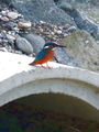 Filename=521ad_vodomec_Alcedo_atthis_2008_11040007ab.jpg
Filesize=192KB
Dimensions=675x900
Date added=Nov 22, 2008 521ad_vodomec_Alcedo_atthis_2008_11040007ab.jpg