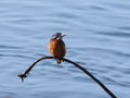 Filename=521ae_vodomec_Alcedo_atthis_2008_10130002c.jpg
Filesize=116KB
Dimensions=900x675
Date added=Nov 22, 2008 521ae_vodomec_Alcedo_atthis_2008_10130002c.jpg