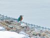 Filename=521ag_vodomec_Alcedo_atthis_2015_01070024a.jpg
Filesize=181KB
Dimensions=900x675
Date added=Mar 14, 2015 521ag_vodomec_Alcedo_atthis_2015_01070024a.jpg