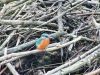 Filename=521ai_vodomec_Alcedo_atthis_2015_02040043.jpg
Filesize=325KB
Dimensions=900x675
Date added=Mar 14, 2015 521ai_vodomec_Alcedo_atthis_2015_02040043.jpg