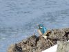 Filename=521aj_vodomec_Alcedo_atthis_2015_02130008.jpg
Filesize=185KB
Dimensions=900x675
Date added=Mar 14, 2015 521aj_vodomec_Alcedo_atthis_2015_02130008.jpg
