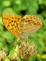 Filename=7202ba_Gospica_Argynnis_paphia_4a.jpg
Filesize=224KB
Dimensions=675x900
Date added=Jun 06, 2009 7202ba_Gospica_Argynnis_paphia_4a.jpg
