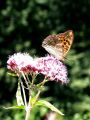 Filename=7202bc_Gospica_Argynnis_paphia_2011_08140135.jpg
Filesize=192KB
Dimensions=675x900
Date added=Aug 17, 2011 7202bc_Gospica_Argynnis_paphia_2011_08140135.jpg