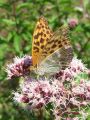 Filename=7202bd_Gospica_Argynnis_paphia_2011_08140133.JPG
Filesize=229KB
Dimensions=675x900
Date added=Aug 17, 2011 7202bd_Gospica_Argynnis_paphia_2011_08140133.JPG