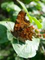 Filename=7252bd_Beli_C_Polygonia_c-album_DSC02023.jpg
Filesize=168KB
Dimensions=675x900
Date added=May 22, 2012 7252bd_Beli_C_Polygonia_c-album_DSC02023.jpg