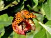 Filename=7252be_Beli_C_Polygonia_c-album_IMG_5583a.jpg
Filesize=215KB
Dimensions=900x675
Date added=Nov 07, 2020 7252be_Beli_C_Polygonia_c-album_IMG_5583a.jpg