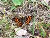 Filename=7255ab_pajcevinar_koprivov_Araschnia_levana_2014_04090001a.jpg
Filesize=448KB
Dimensions=800x600
Date added=Feb 02, 2016 7255ab_pajcevinar_koprivov_Araschnia_levana_2014_04090001a.jpg