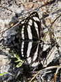 Filename=7290ba_Mali_kresnicar_Neptis_sapphoa.jpg
Filesize=379KB
Dimensions=675x900
Date added=Jun 06, 2009 7290ba_Mali_kresnicar_Neptis_sapphoa.jpg