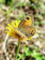 Filename=7312ba_Skalnik_veliki_Lasiomata_maera_4a.jpg
Filesize=178KB
Dimensions=675x900
Date added=Jun 06, 2009 7312ba_Skalnik_veliki_Lasiomata_maera_4a.jpg