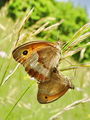 Filename=7350bb_Lesnikar_navadni_Maniola_jurtina_DSC09738a.jpg
Filesize=202KB
Dimensions=675x900
Date added=Jun 06, 2009 7350bb_Lesnikar_navadni_Maniola_jurtina_DSC09738a.jpg