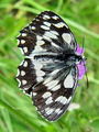 Filename=7415bb_Lisar_travniski_Melanargia_galathea_DSC00282a.jpg
Filesize=222KB
Dimensions=675x900
Date added=Jun 06, 2009 7415bb_Lisar_travniski_Melanargia_galathea_DSC00282a.jpg