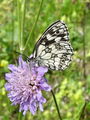 Filename=7415bc_Lisar_travniski_Melanargia_galathea_DSC00267a.jpg
Filesize=203KB
Dimensions=675x900
Date added=Jun 06, 2009 7415bc_Lisar_travniski_Melanargia_galathea_DSC00267a.jpg
