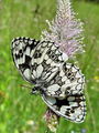 Filename=7415bd_Lisar_travniski_Melanargia_galathea_DSC00273a.jpg
Filesize=232KB
Dimensions=675x900
Date added=Jun 06, 2009 7415bd_Lisar_travniski_Melanargia_galathea_DSC00273a.jpg