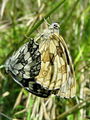 Filename=7415be_Lisar_travniski_Melanargia_galathea_2a.jpg
Filesize=220KB
Dimensions=675x900
Date added=Jun 06, 2009 7415be_Lisar_travniski_Melanargia_galathea_2a.jpg