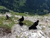 799cb_kavka_planinska_Pyrrhocorax_graculus_IMG_2123aa.jpg