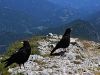 799cc_kavka_planinska_Pyrrhocorax_graculus_IMG_2128aa.jpg