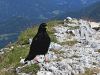 799cd_kavka_planinska_Pyrrhocorax_graculus_IMG_2126aa.jpg