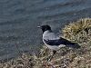 Filename=807ac_vrana_siva_Coirvus_cornix_IMG_2368.jpg
Filesize=285KB
Dimensions=900x675
Date added=Mar 06, 2023 807ac_vrana_siva_Coirvus_cornix_IMG_2368.jpg