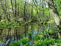 Filename=b_voda_mocvirni_gozd_Cigonca_b_DSC09674.jpg
Filesize=474KB
Dimensions=900x675
Date added=Jan 02, 2010 b_voda_mocvirni_gozd_Cigonca_b_DSC09674.jpg