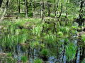 Filename=b_voda_mocvirni_gozd_Cigonca_d_DSC09682.jpg
Filesize=446KB
Dimensions=900x675
Date added=Jan 02, 2010 b_voda_mocvirni_gozd_Cigonca_d_DSC09682.jpg