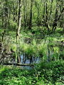 Filename=b_voda_mocvirni_gozd_Podvinci_f_DSC09183.jpg
Filesize=494KB
Dimensions=675x900
Date added=Jan 02, 2010 b_voda_mocvirni_gozd_Podvinci_f_DSC09183.jpg